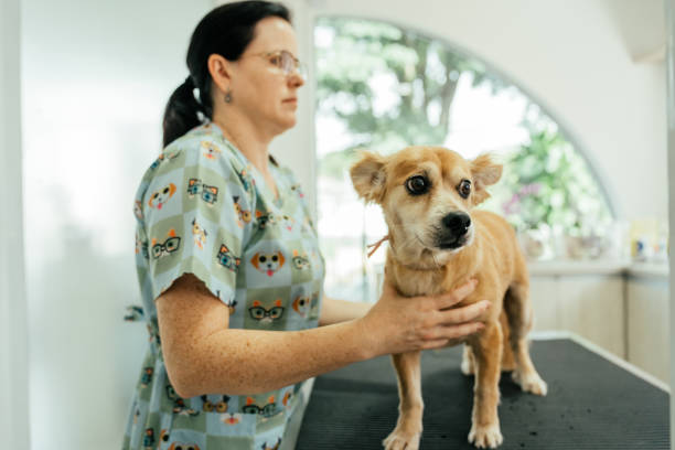 istock Veterinarian examining a dog in her clinic 2201276764
