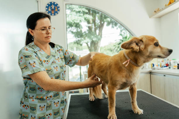 istock Veterinarian examining a dog in her clinic 2201276766