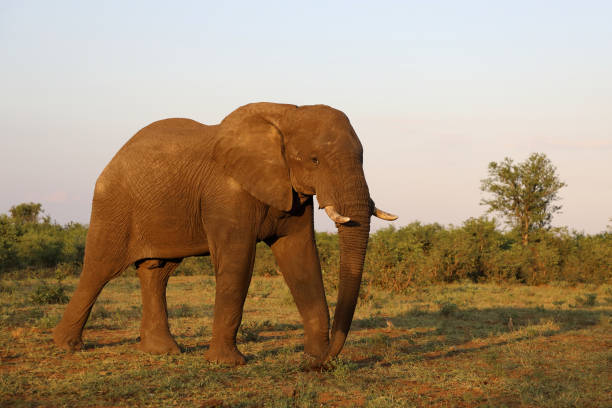 istock Afrikanischer Elefant / African elephant / Loxodonta africana 2201276845