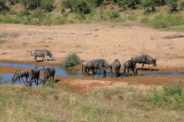 istock Streifengnu und Steppenzebra / Blue wildebeest and Burchell's zebra/ Connochaetes taurinus et Equus burchellii 2201277299