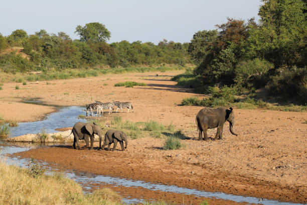 istock Afrikanischer Elefant und Steppenzebra im Tsendze River/ African elephant  and Burchell's zebra in Tsendze River / Loxodonta africana et Equus quagga burchellii 2201277337