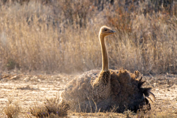 Ostrich in Etosha
