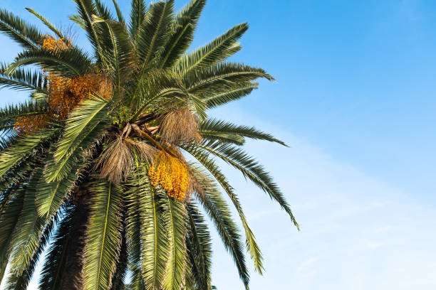 istock Lush Palm Tree with Bright Orange Dates Against a Clear Blue Sky for nature lovers, travel websites, tropical-themed designs, or background for relaxation and tranquility. High quality photography 2201280352