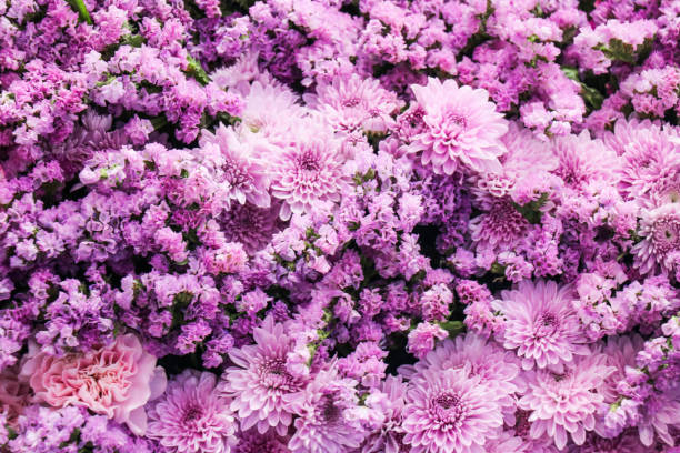 istock Purple flowers for the background 2201280673