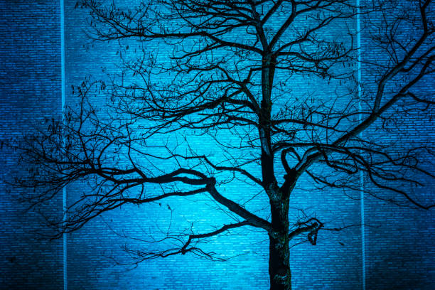 In the evening light, a bare tree stands in front of a striking blue building in Gothenburg, its intricate branches casting intricate shadows on the facade.