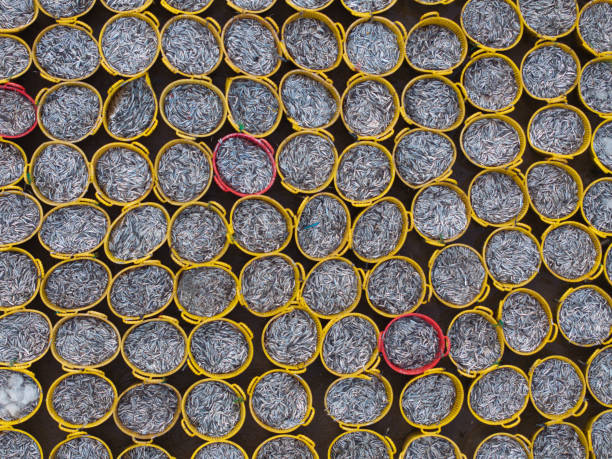 istock Basket of anchovies 2201287247