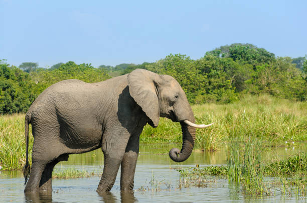 istock Elephant standing in the Water, Murchison Falls National Park, Uganda 2201288148