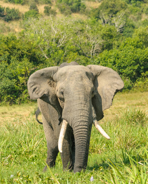 African elephant in Murchison Falls National Park.\nMurchison Falls National Park is Uganda's largest national park. Located in north-western Uganda, it spreads inland from the shores of Lake Albert around the Victoria Nile up to the Karuma Falls.[\nMurchison Falls National Park, Uganda, Africa.