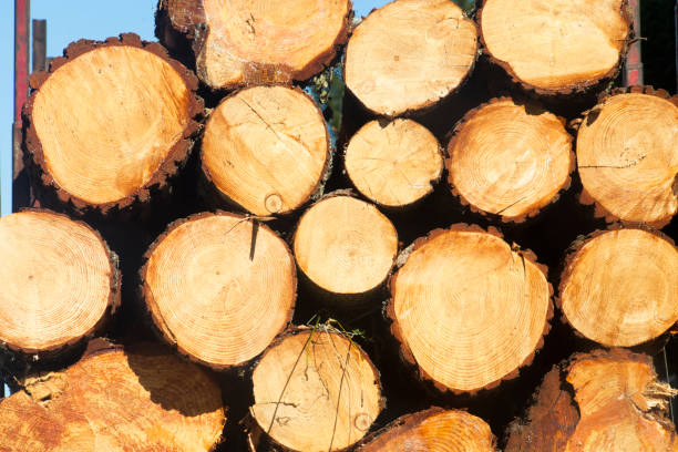Rear view of truck loaded with heap of logs on the road, full frame image. Timber industry. Galicia, Spain.