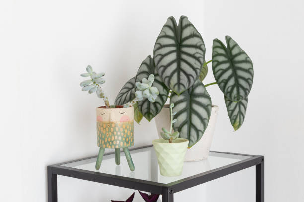 istock Alocasia Silver Dragon on glass shelf 2201290295