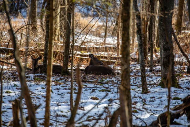 The American Moose (Alces americanus) is the largest antlered animal in the world and a member of the deer family. The male moose can weigh between 1,200 and 1,600 pounds and have antlers, while females may reach weights of 800 – 1,300 pounds. Moose spend a lot of their summers grazing in meadows and marshy areas. The rest of the time is spent in the forest. Moose are also excellent swimmers and use this ability to feed on underwater vegetation. Their diet also includes leaves, twigs, tree buds and bark. This large bull moose was photographed at Cascade Canyon in Grand Teton National Park, Wyoming, USA.