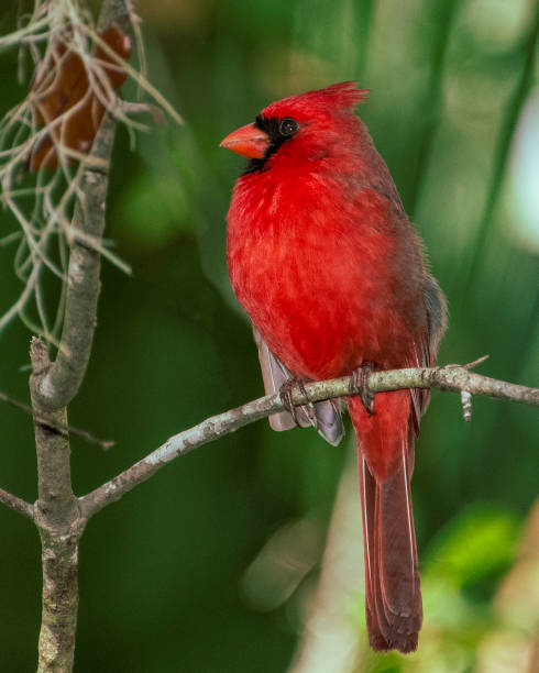 istock Northern Cardinal at Blues Springs 2201291799