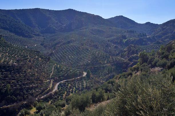 istock Carchelejo Carcheles olives Spain 2201293278