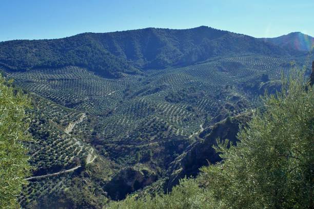 istock Carchelejo Carcheles olives Spain 2201293378