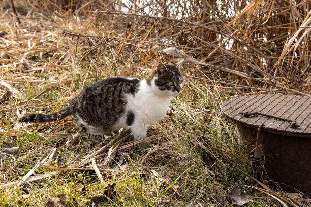 istock A tabby cat with some white markings sits beside a metal manhole cover. 2201295262