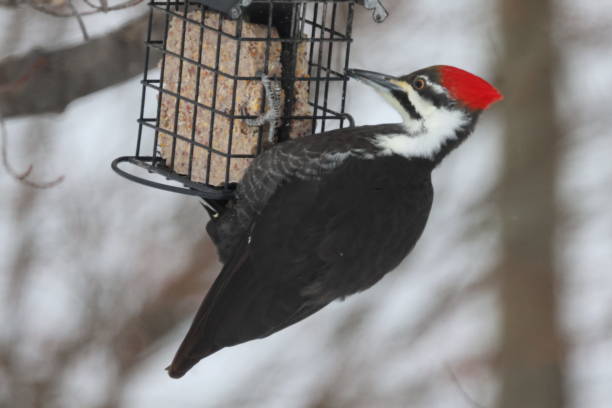 istock A Pileated woodpecker at a suet feeder. 2201296363