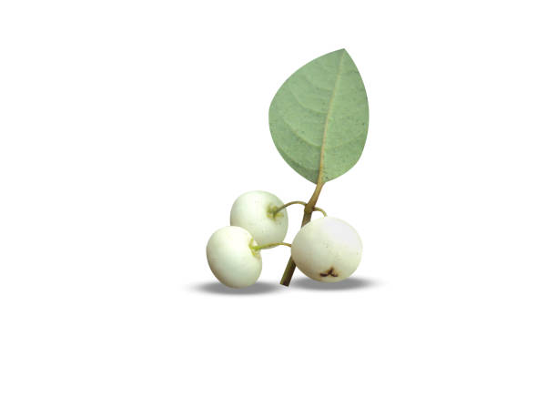 Flueggea leucopyrus or spinous fluggea fruits isolated on white background