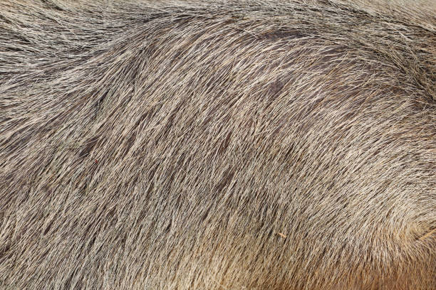 istock Close up skin The Capybara giant rat for animl texture 2201297206
