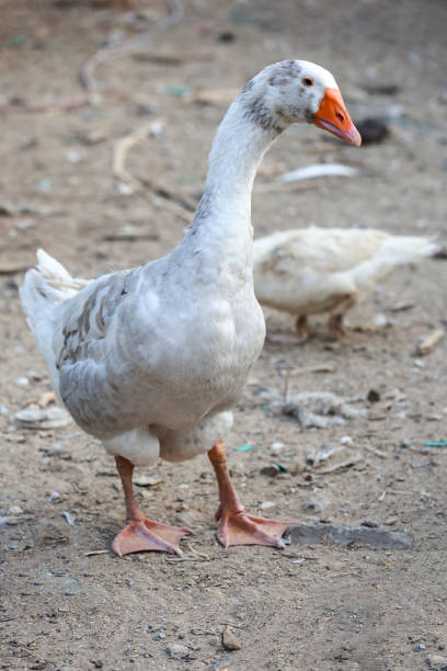istock The White goose in dry garden 2201297214