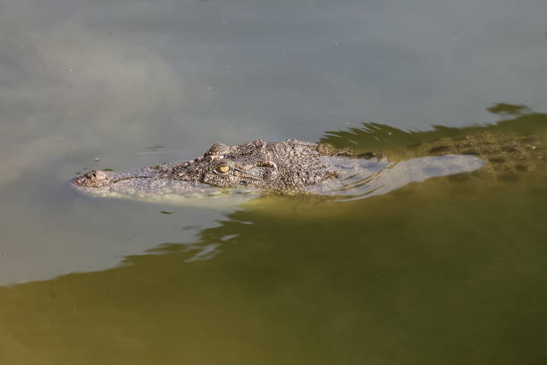 istock Close up salt crocodile is show head in river 2201297411