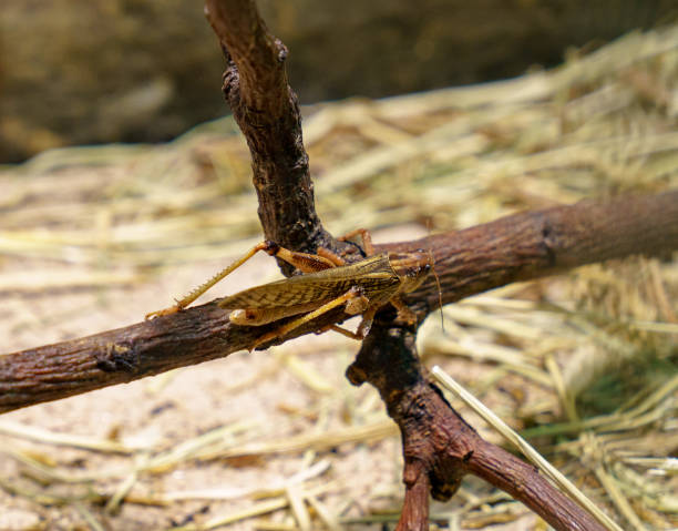 Locus Image 120+ Desert Locust Swarm Stock Photos, Pictures & Royalty-Free Images ...