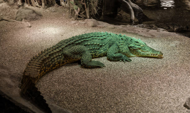 istock Crocodile in Zoo Habitat  Reptilian Predator in Captive Environment 2201300557