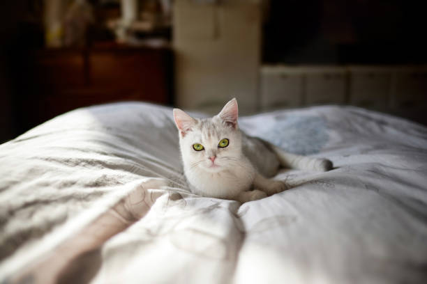 Cute white British Shorthair Cat Lying in Bed，Pet Love