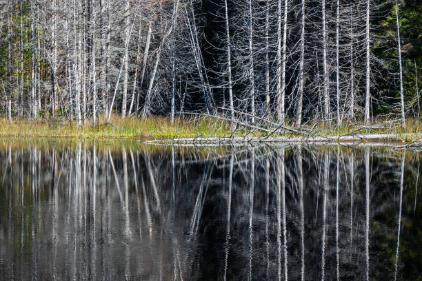 Trout Lake picnic area on the Sunshine Coast of British Columbia.