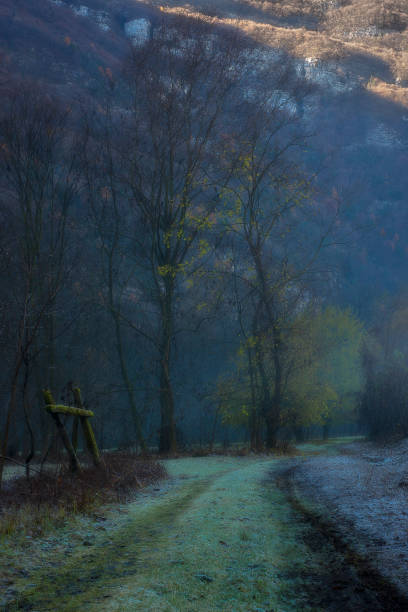 Misty path through the trees in winter with snow on Cannock Chase, Staffordshire, England, UK