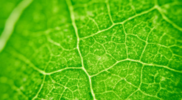 istock Cell Structure View of Leaf Surface Showing Plant Cells For Education. Leaf in Macro Shot Background. Bright Green Leaves of Plant or Tree With Texture and Pattern Close Up 2201306955