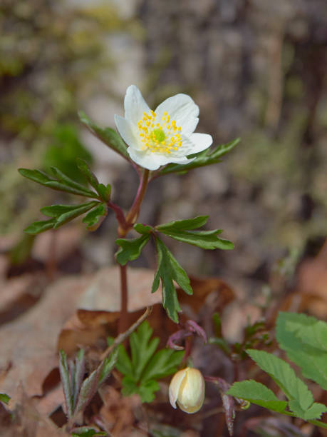 istock The first spring flowers, wood anemone. 2201308111