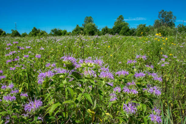 istock Little Creve Coeur Marsh - Bee Balm in the Open Field 2201308326