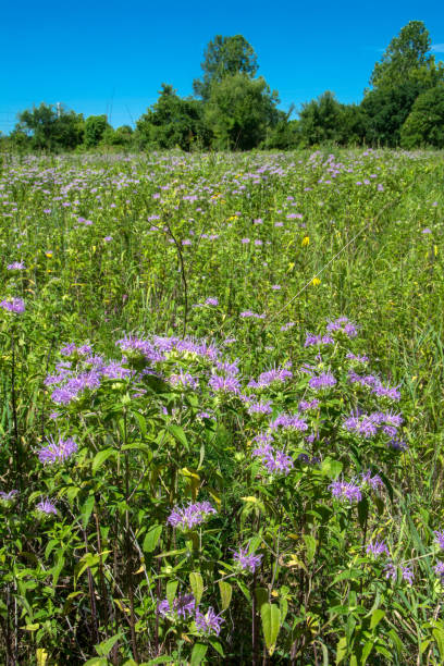 istock Little Creve Coeur Marsh - Bee Balm in the Open Field Vertical 2201308450