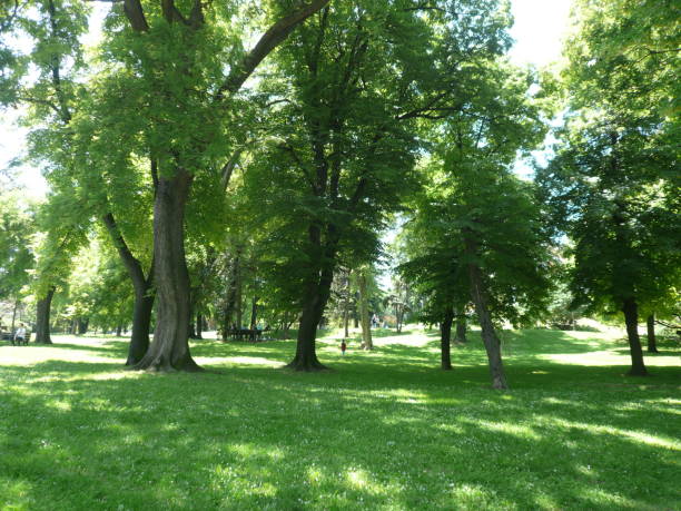 istock Woodland, public park. Green grass and trees. 2201308567