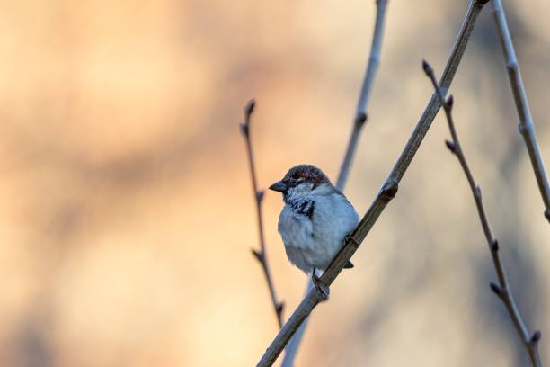 istock A close-up of a sparrow perched on a branch with a softly blurred background, capturing the bird’s intricate details and tranquil nature in its habitat 2201308725