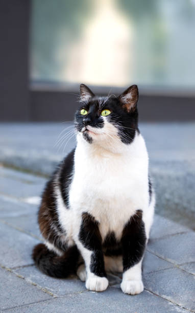 istock Fluffy black and white cat sits on the sidewalk. Close-up. Selective focus. 2201309085