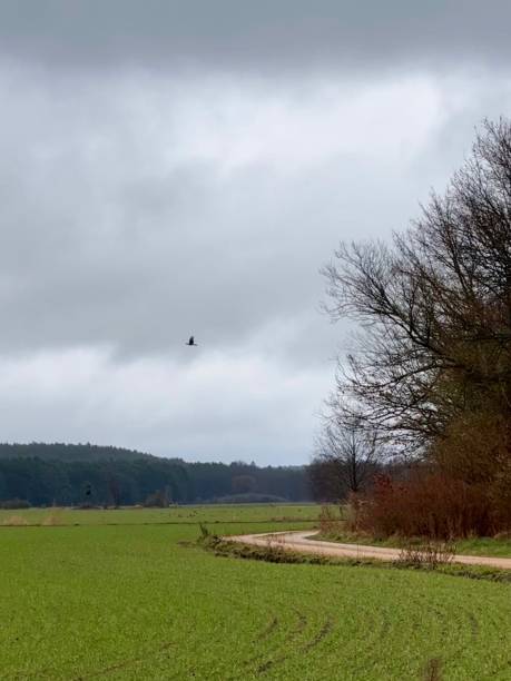 istock Green Field with Winding Path Under Gray Skies 2201312740
