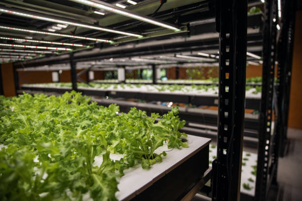 istock Vertical gardening hydroponics greenhouse farm laboratory with salad pods growing under daylight lamps in sustainable food science lab 2201314416