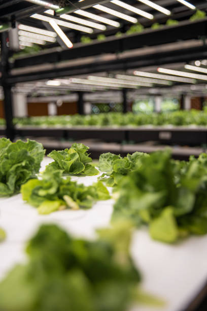 istock Vertical gardening hydroponics greenhouse farm laboratory with salad pods growing under daylight lamps in sustainable food science lab 2201314467