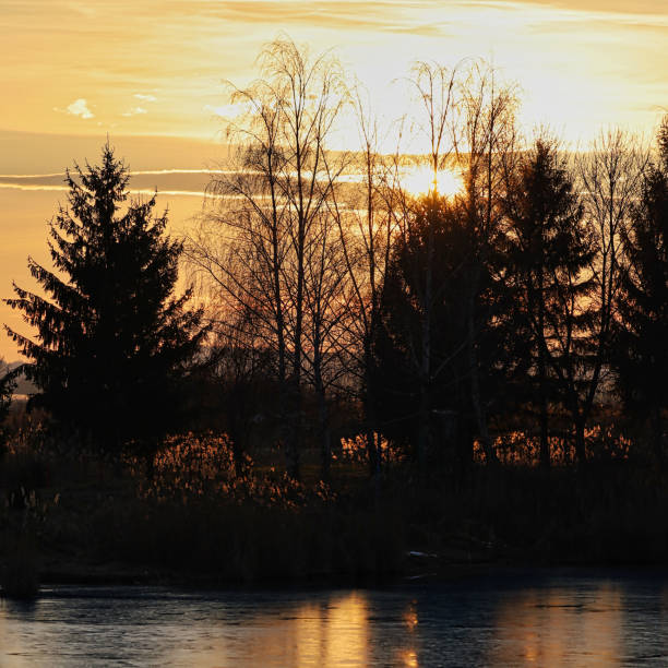 View of a group of trees at sunset over the lake.