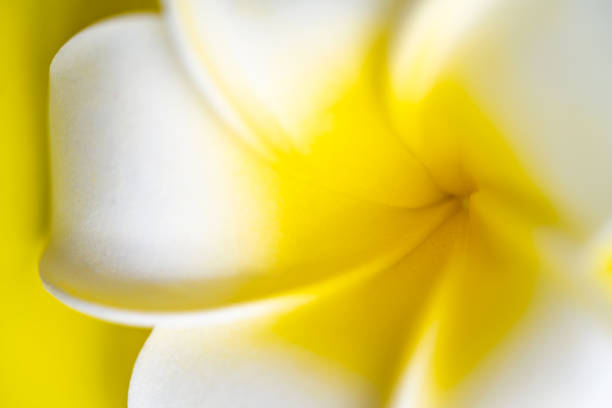 background of plumeria flowers close up