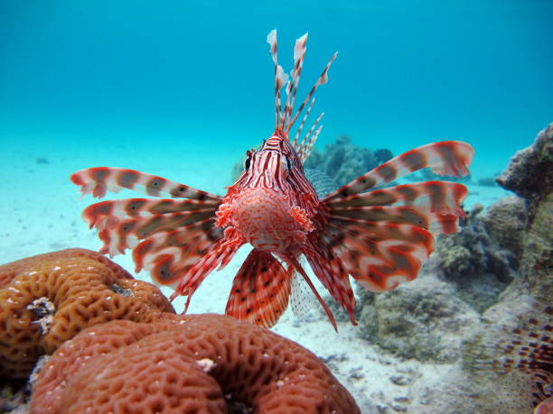 Lion Fish in the Red Sea.