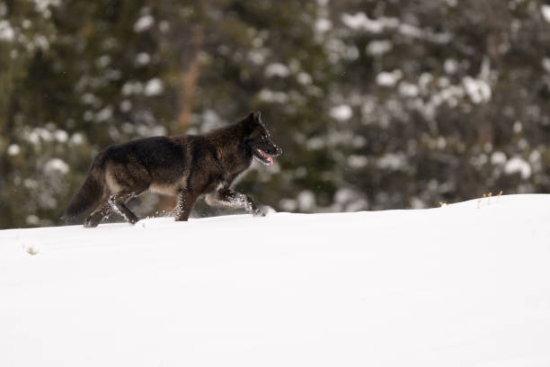 istock Single black wolf runs through the deep snow near the pine forest, tongue hanging, panting. 2201316089