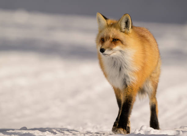 istock Beautifully furred red fox walks through the snow, intently looking forward to the horizon. 2201316098