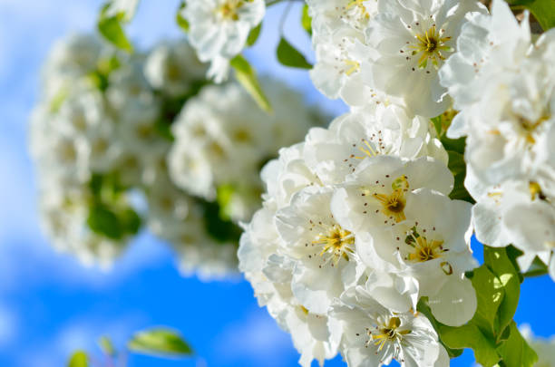 Delicate white blossoms against a clear blue sky, spring flowers.