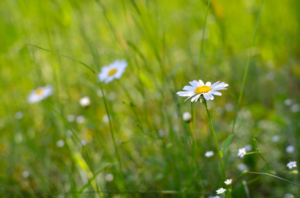 White daisies in a green field, summer meadow scene.