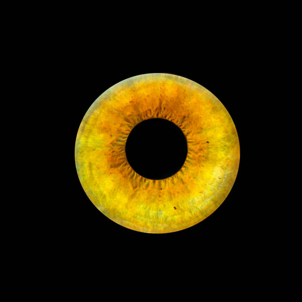 A mesmerizing close-up of a golden-yellow human iris, showcasing intricate radial textures and deep color variations.