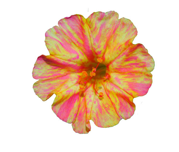 istock red hibiscus flower isolated on white 2201322249