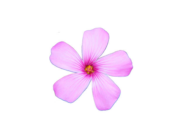 istock blue flower isolated on white, pink oxalis 2201322476