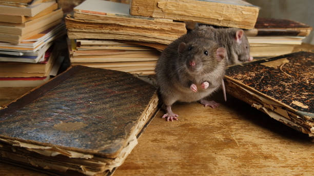 istock A brown rat and old antique books on wooden table. 2201322658